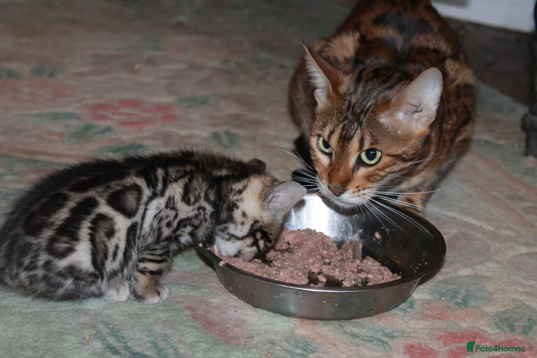 Bengal cats for sale: Last Boy Left! Brown Rosette Bengal Kitten! - Advert 14
