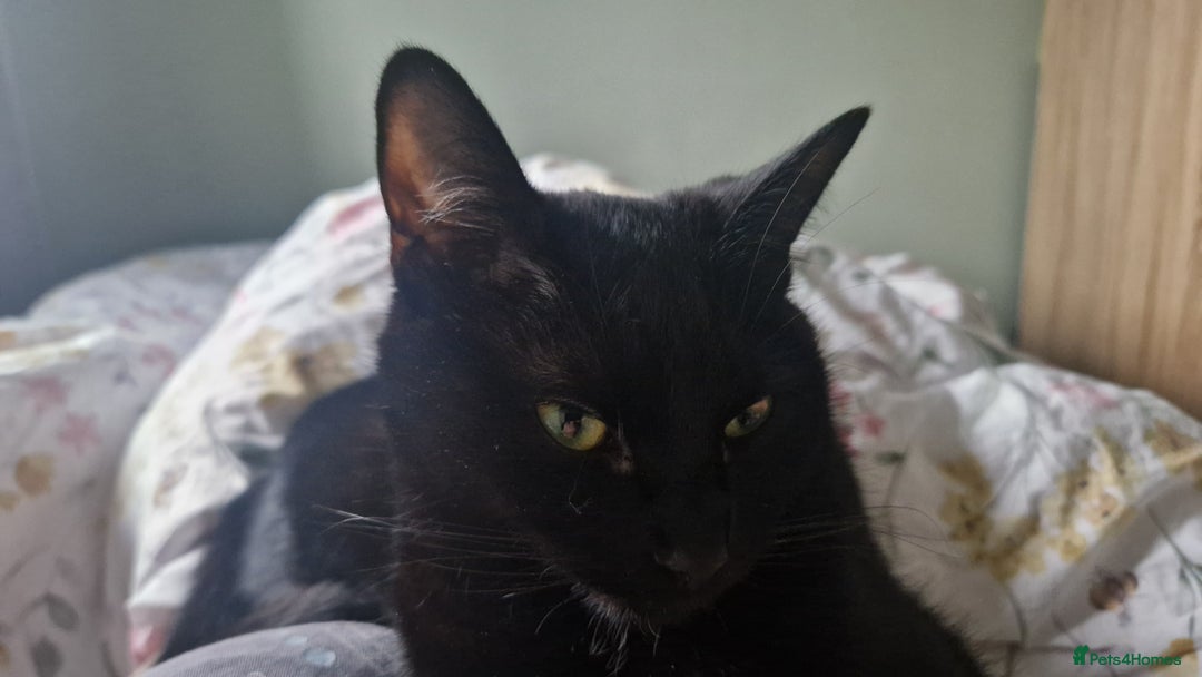 Mixed Breed cats for sale: Beautiful and loving female cat for loving home - Image 6