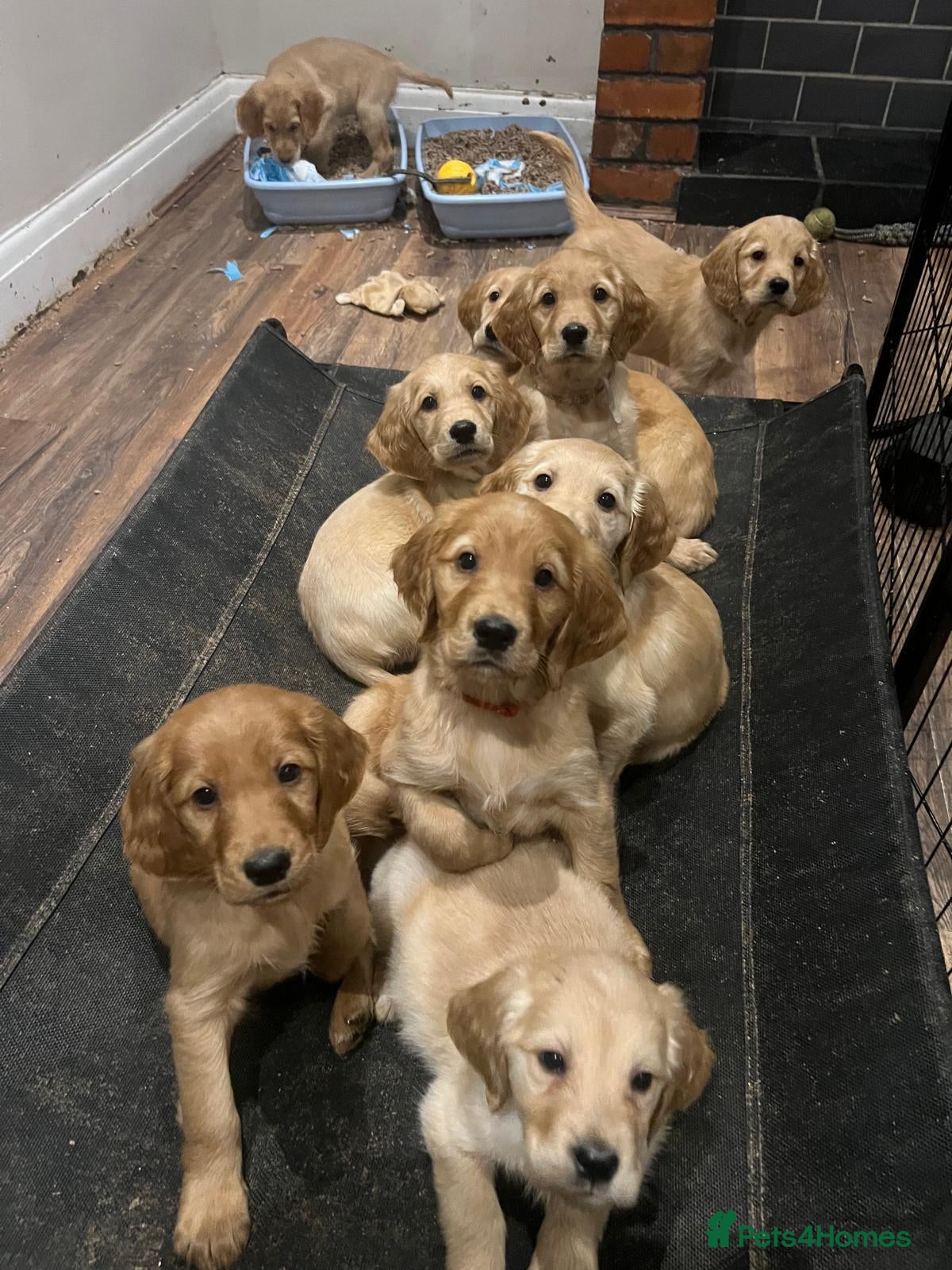 Mixed Breed dogs Golden Retriever x Irish Setter puppies!! SO CUTE! - Advert 5