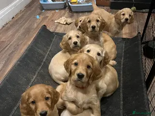 Mixed Breed dogs Golden Retriever x Irish Setter puppies!! SO CUTE! - Advert 1