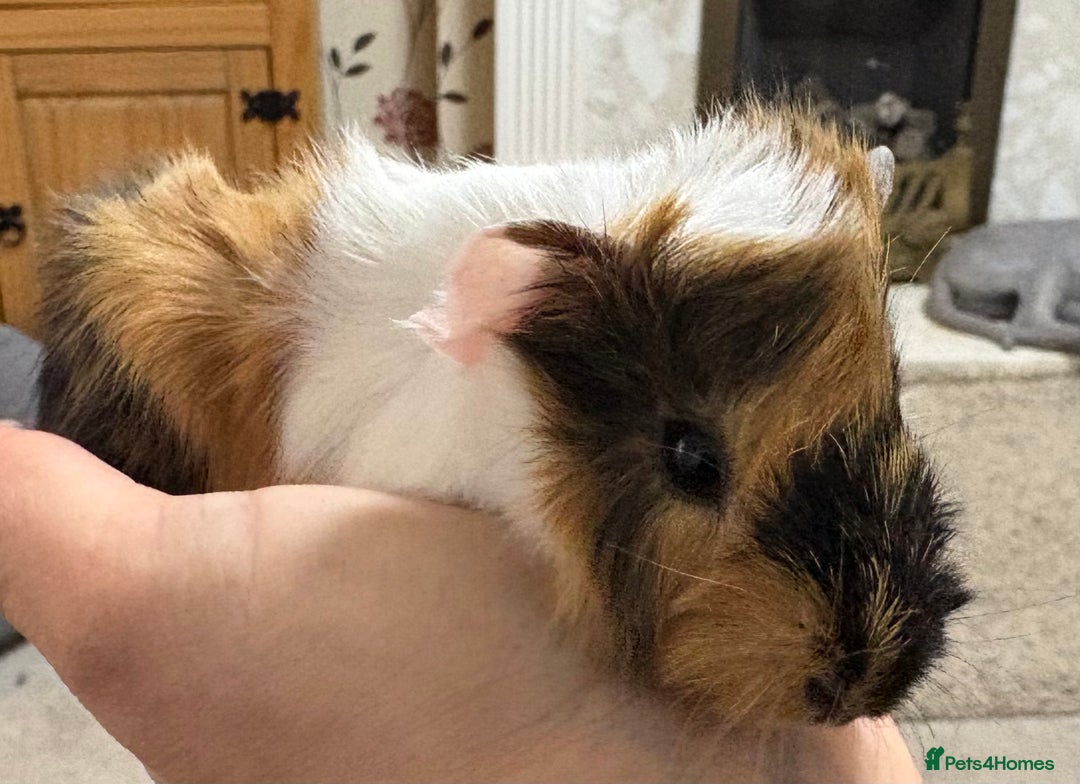 Guinea Pig rodents for sale: Baby male guinea pigs  - Advert 2