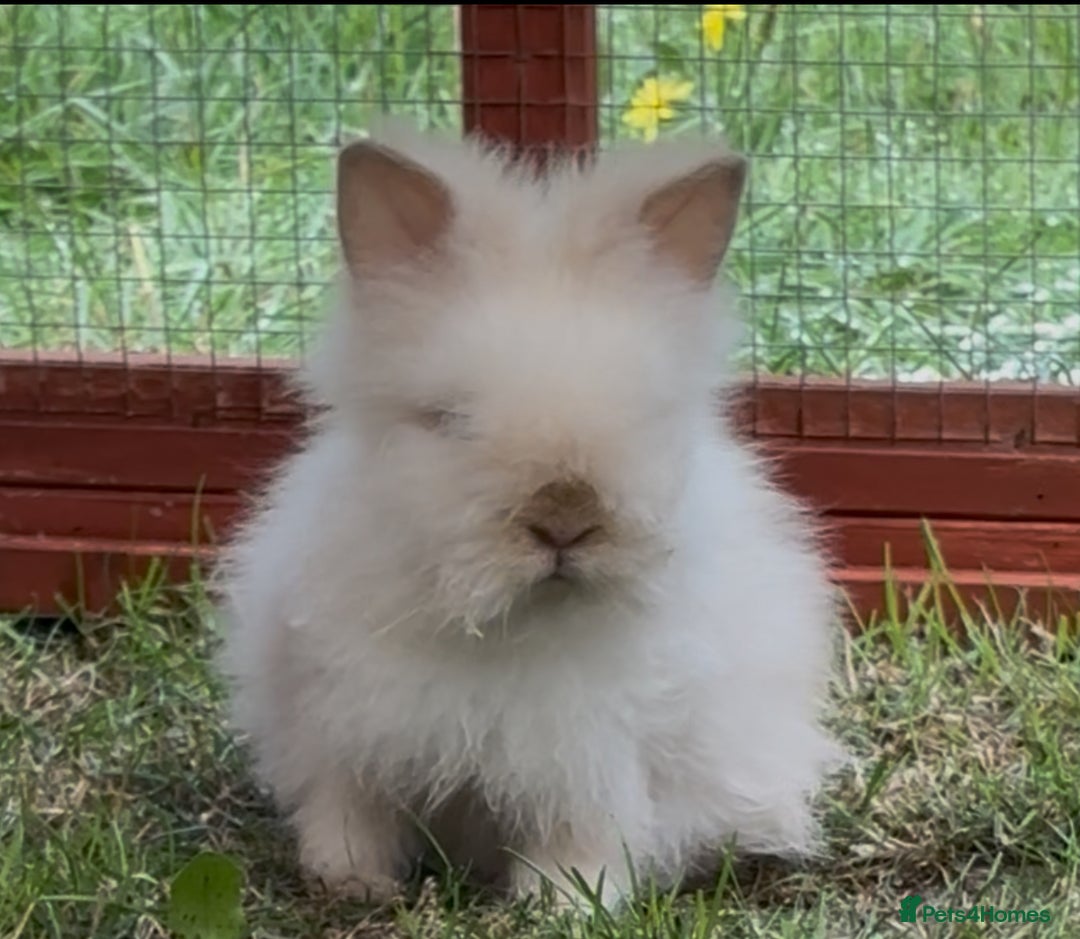 Lionhead rabbits for sale: Double main lionhead baby for sale  - Image 4