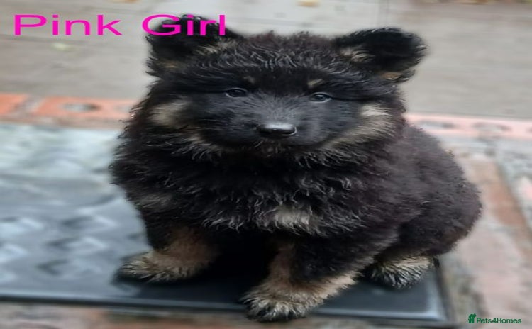 German Shepherd dogs - Advert 1