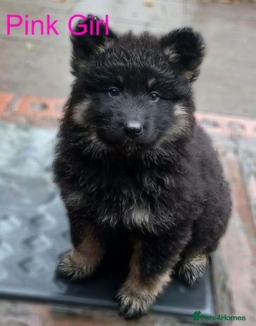 German Shepherd dogs - Advert 1