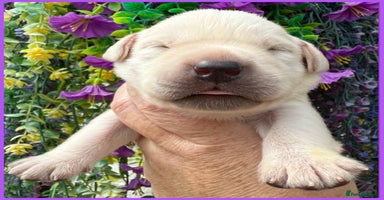 Labrador Retriever dogs - Advert 8