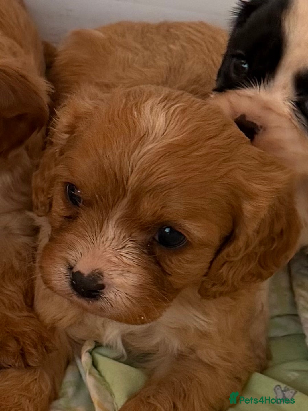 Cavapoo dogs for sale: Stunning cavapoo puppies ready 9th January  - Advert 28