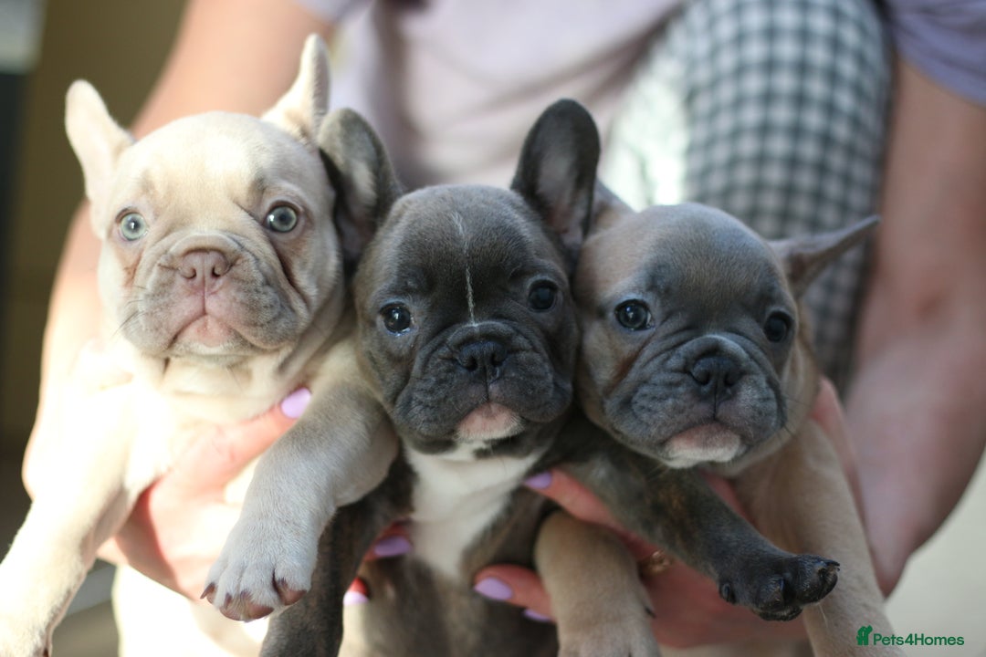 French Bulldog dogs for sale: French Bulldog Puppies Looking for Loving Homes - Advert 4