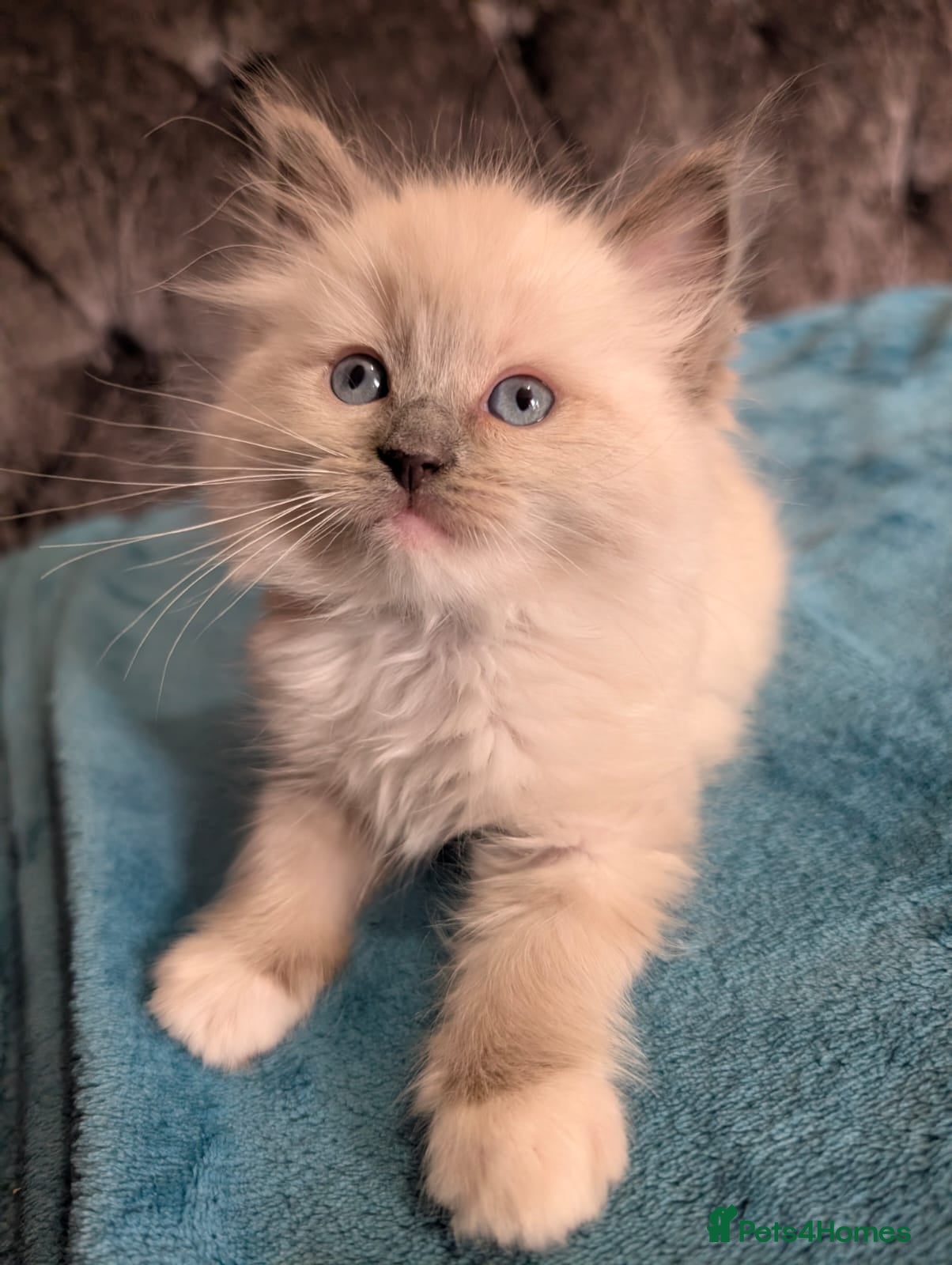 Ragdoll cats 💙GCCF 💙💛Ragdoll blue point mitted kittens  - Advert 2