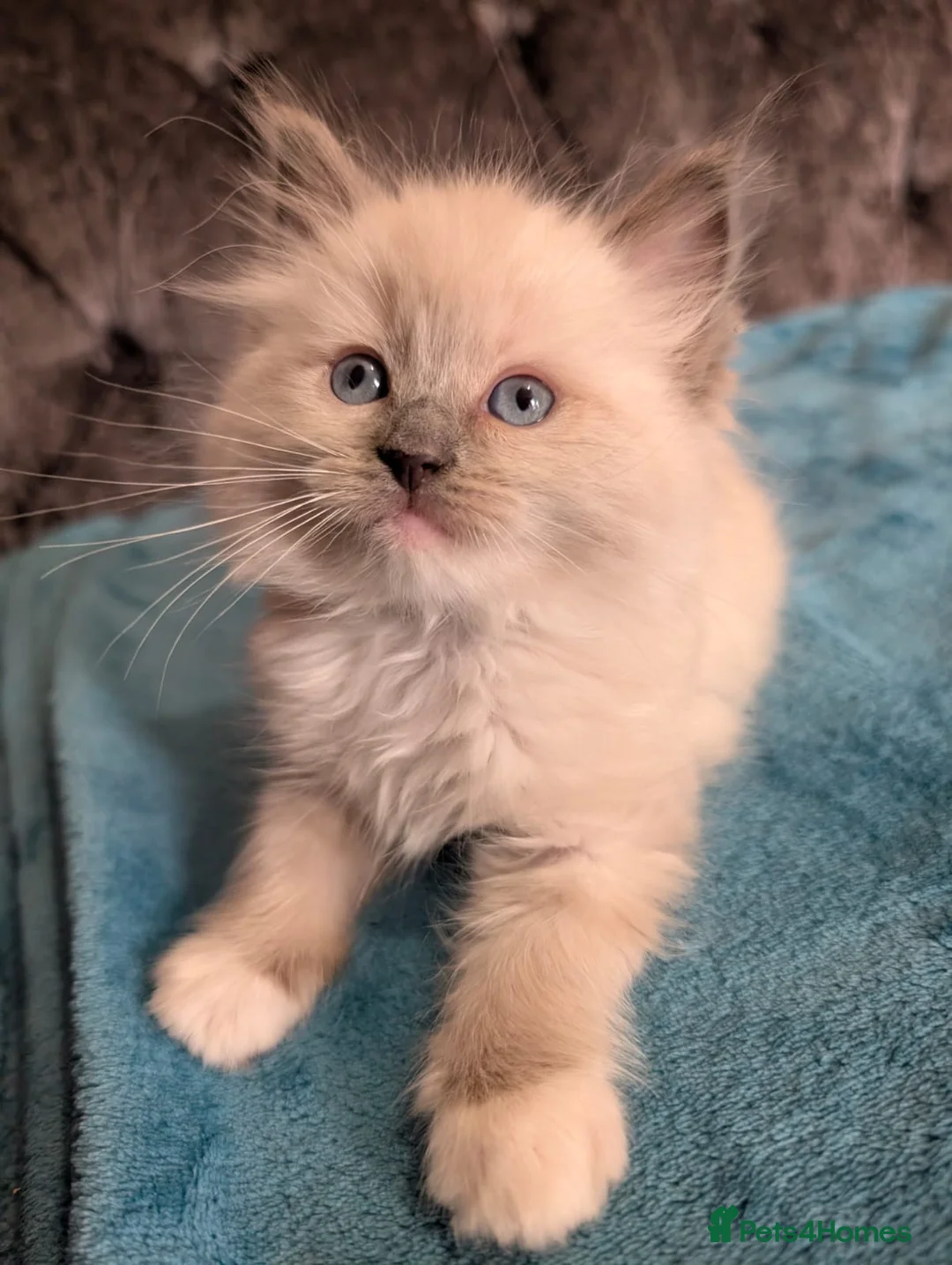 Ragdoll cats for sale: 💙GCCF 💙💛Ragdoll blue point mitted kittens  - Advert 2