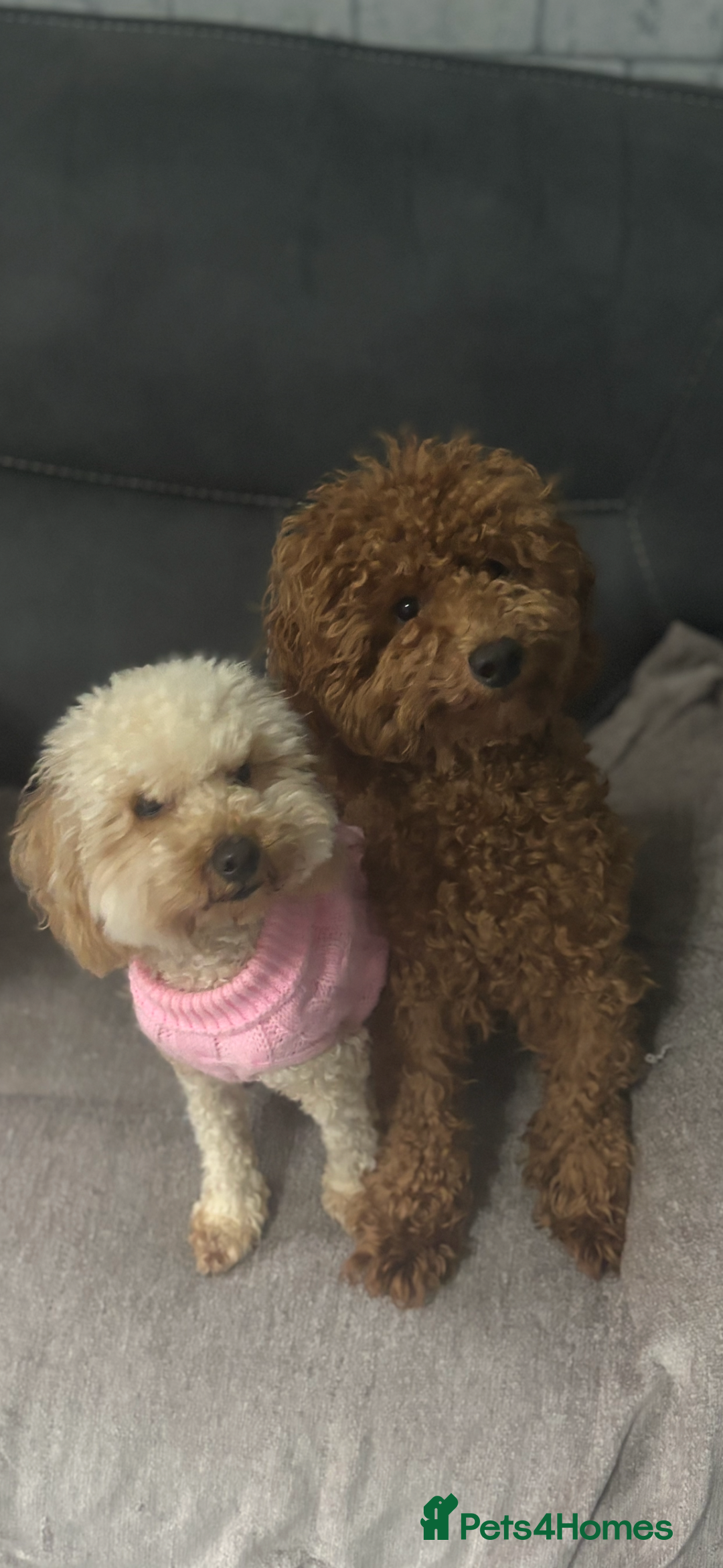 Toy Poodle dogs for sale: Tiny toy poodle puppy - Advert 5