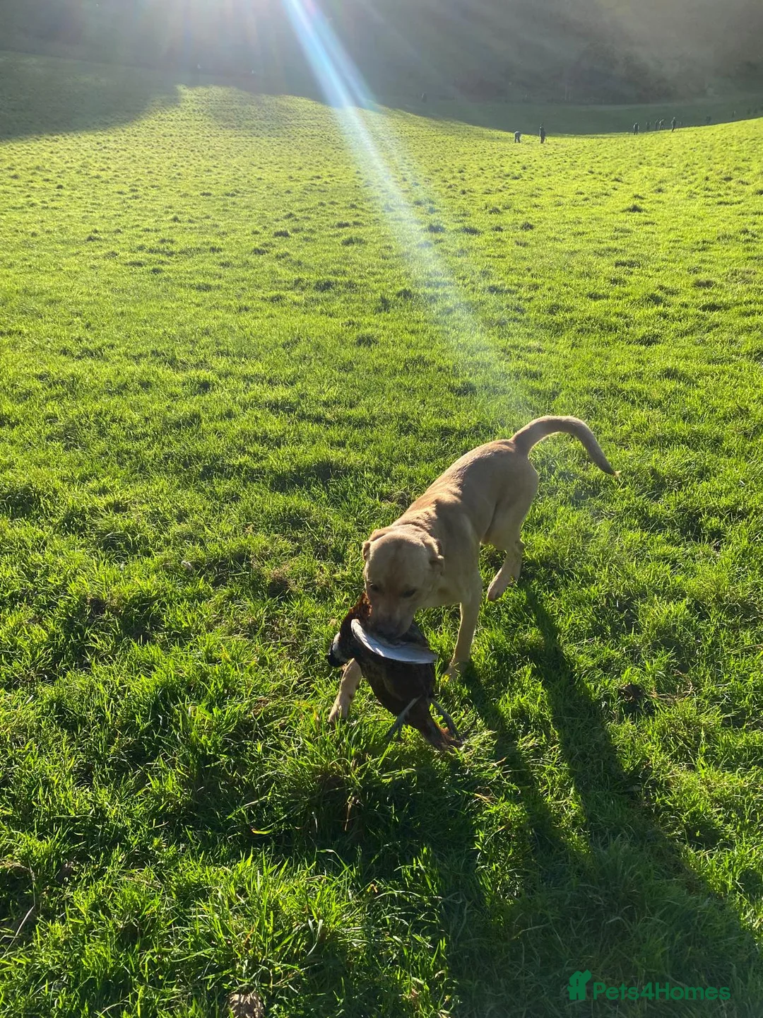 Labrador Retriever dogs for sale: Gorgeous Boy Labrador ( almost 3) - Advert 5