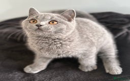 British Shorthair cats for sale: Stunning blue British shorthair kittens - Image 3