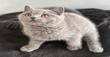 British Shorthair cats - Advert 4