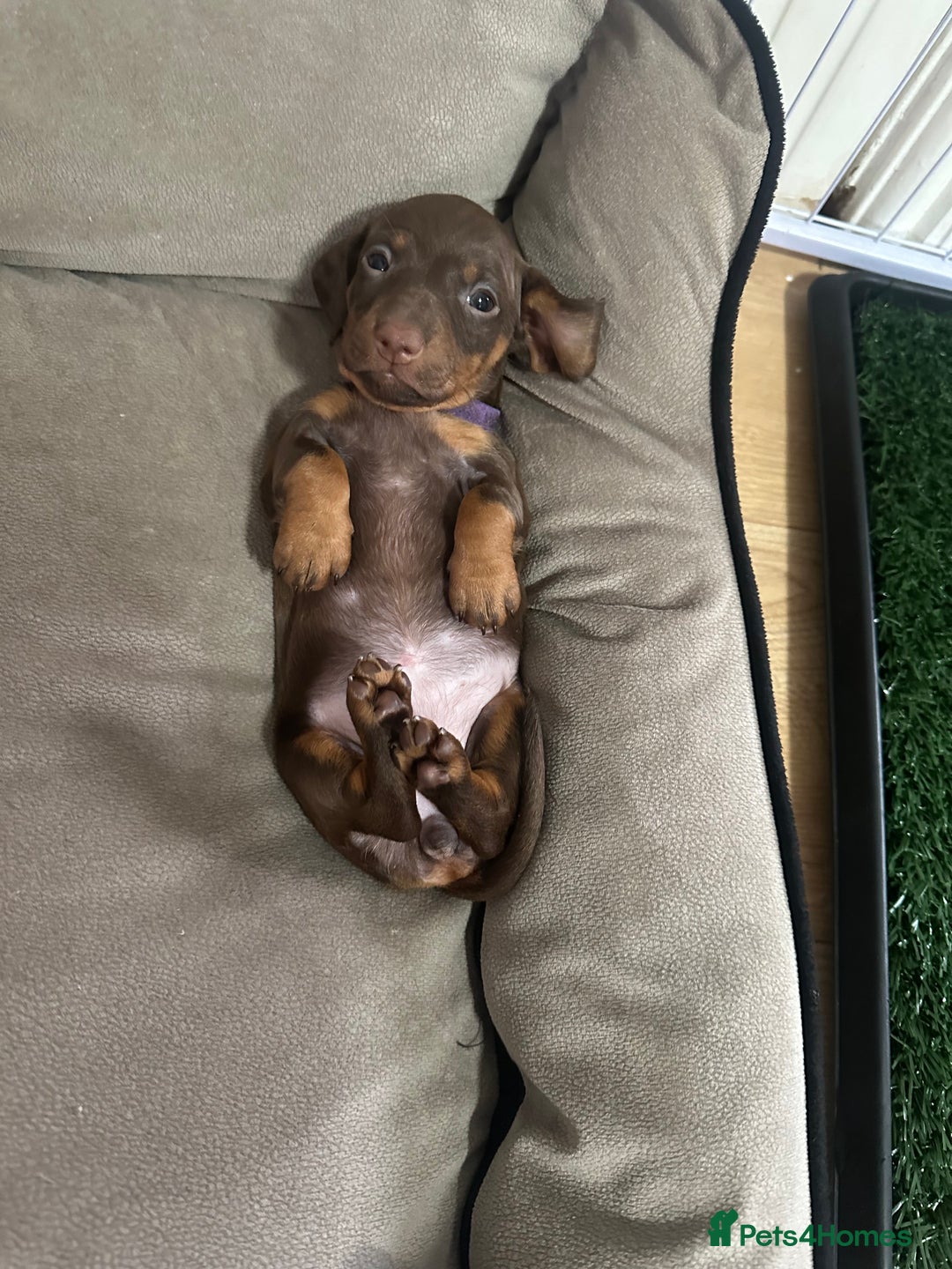 Dachshund dogs for sale: Dachshund puppies (2 LEFT) - Advert 7