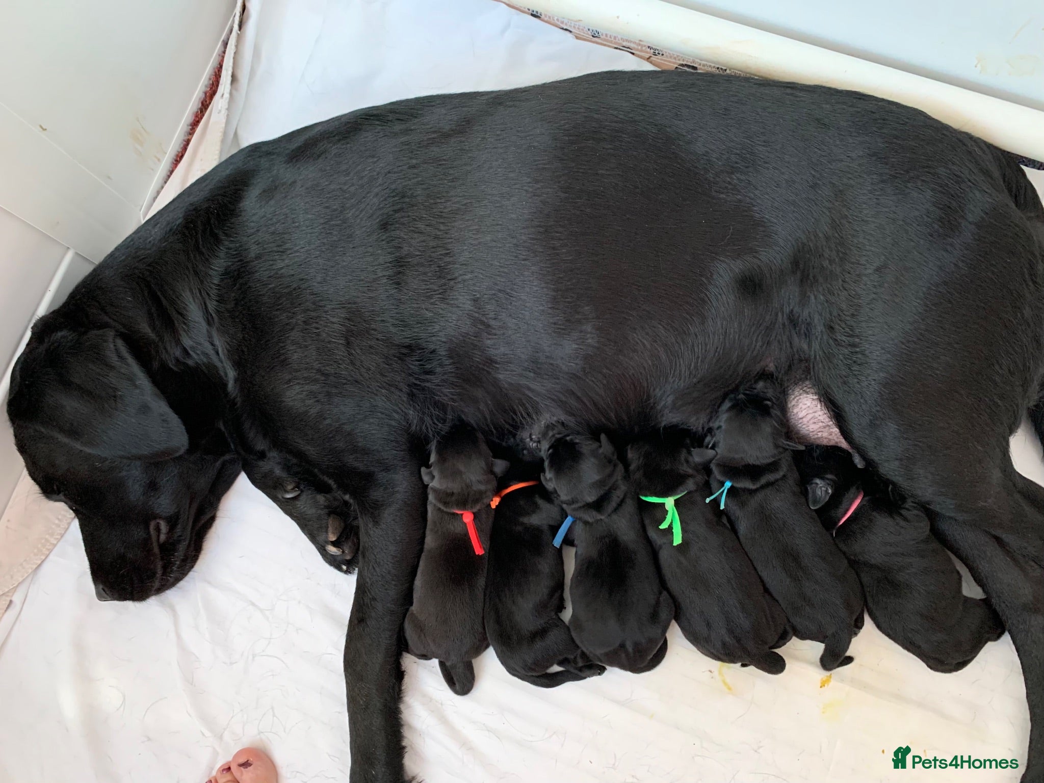 Labrador Retriever dogs Gorgeous KC Registered black Labrador puppies - Advert 2