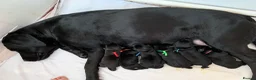 Labrador Retriever dogs for sale: Gorgeous KC Registered black Labrador puppies - Advert 1