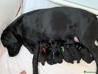 Labrador Retriever dogs Gorgeous KC Registered black Labrador puppies - Advert 2