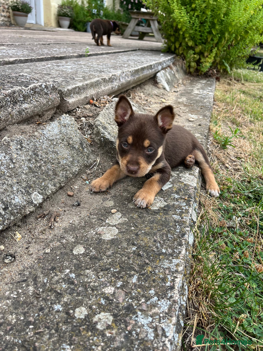 And Tan Kelpie Mix Kelpie Dog Puppy Kelpie Cross Red Tan Kelpie