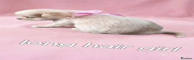 Chihuahua 5