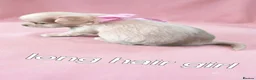 Chihuahua dogs for sale: Adorable Chihuahua puppies:) - Advert 6