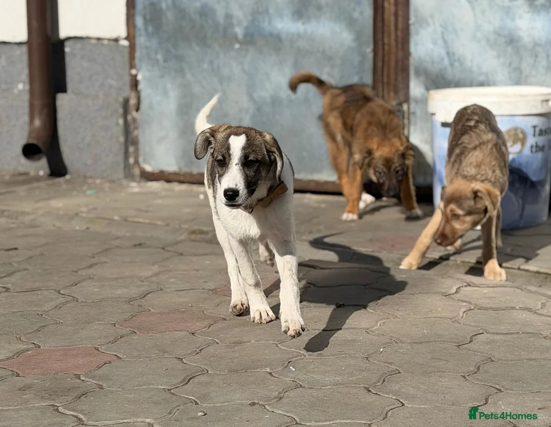 Mixed Breed dogs for adoption: 🐾 SILVA – The Little Survivor of the Woods 🌿🤍 - Advert 39