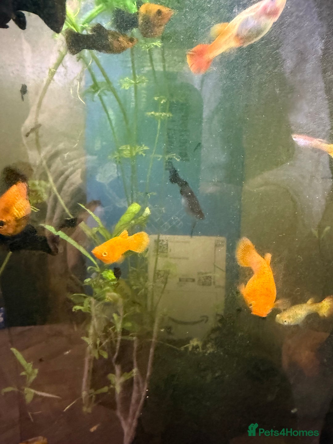 Mollies fish for sale: Guppie babies and Mollie males and babies for sale - Image 2