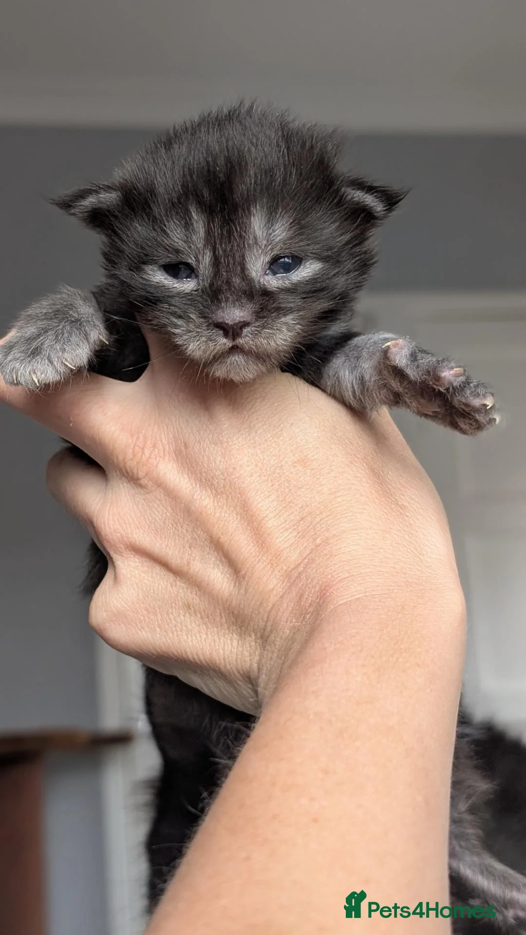 Maine Coon cats for sale: Black&Black Smoke Tica registered  - Advert 28