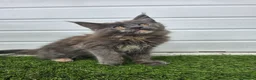Maine Coon cats for sale: Outstanding gccf pet registered babies  - Advert 16