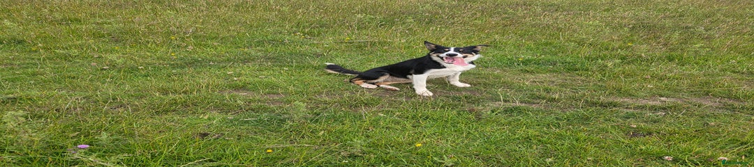 Border Collie Puppy 2