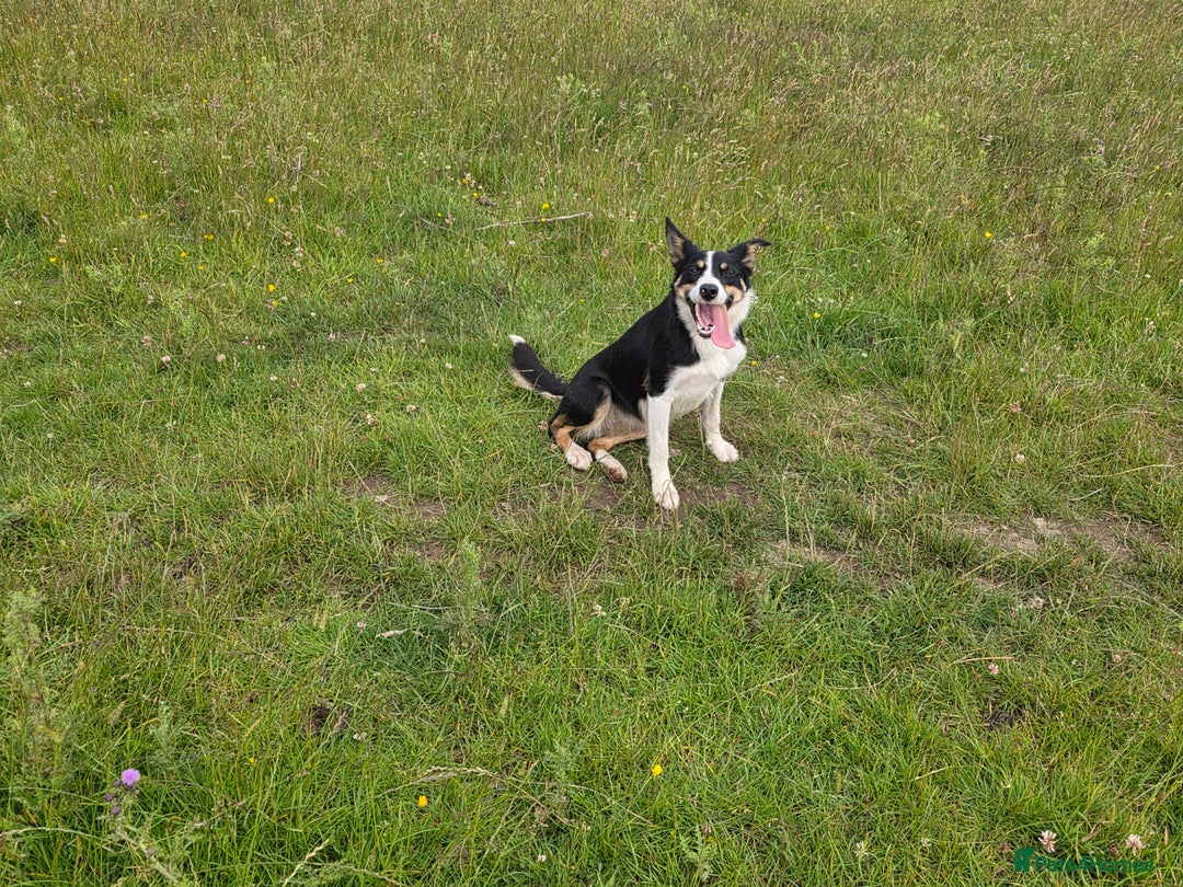 Border Collie dogs for sale: Border collies for new home - Image 2