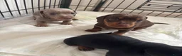 Dachshund dogs for sale: 4 Beautiful Miniature Dachshunds  - Advert 10