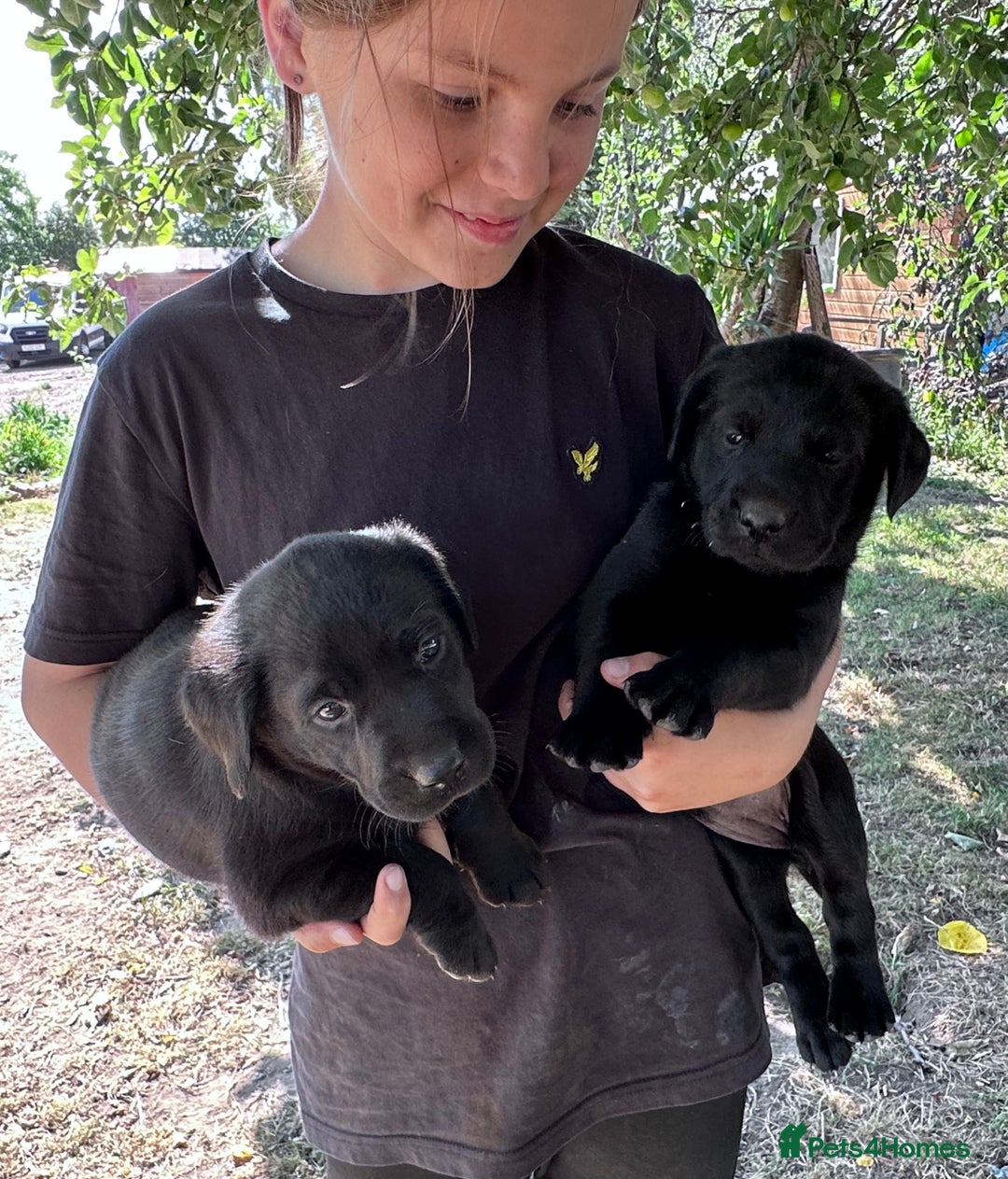 Labrador Retriever dogs for sale: Labrador puppies  - Image 17