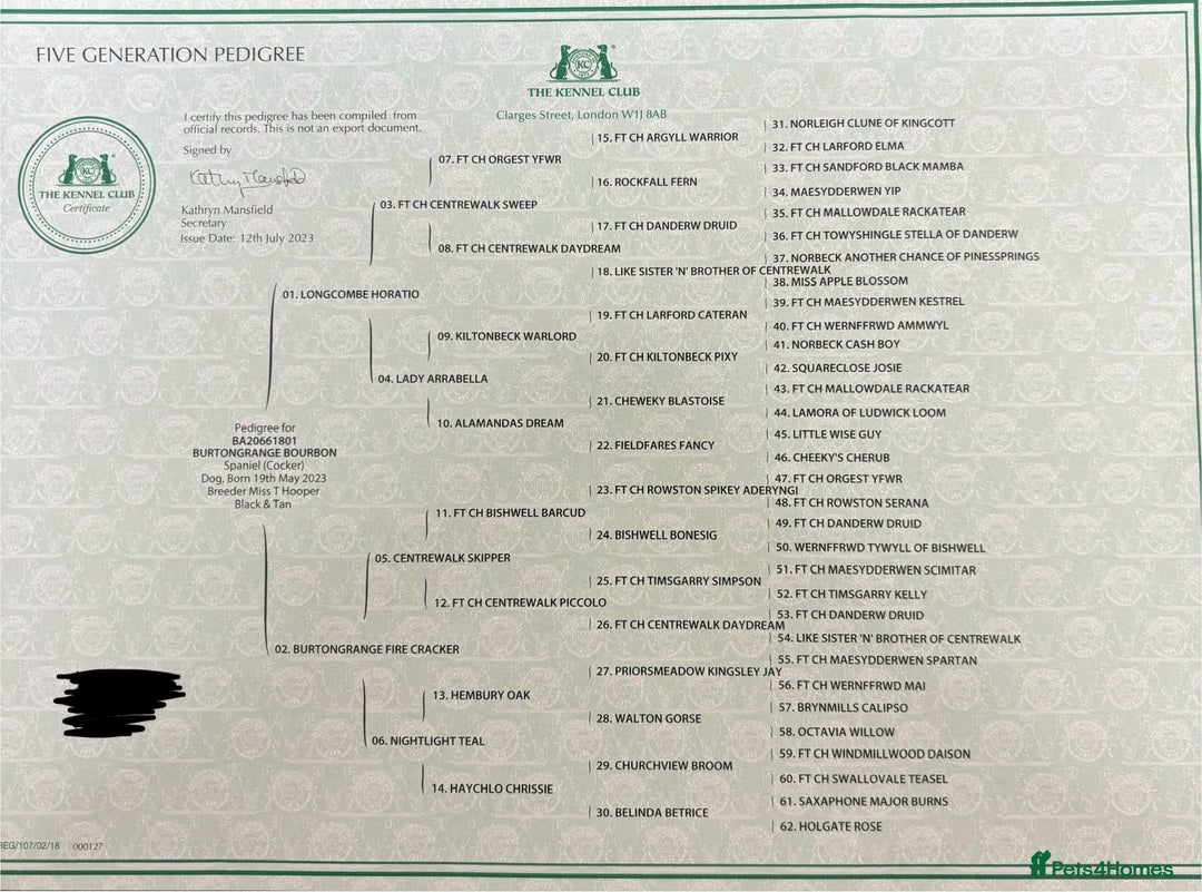 Cocker Spaniel dogs for stud: Working Cocker - For Stud - Advert 5