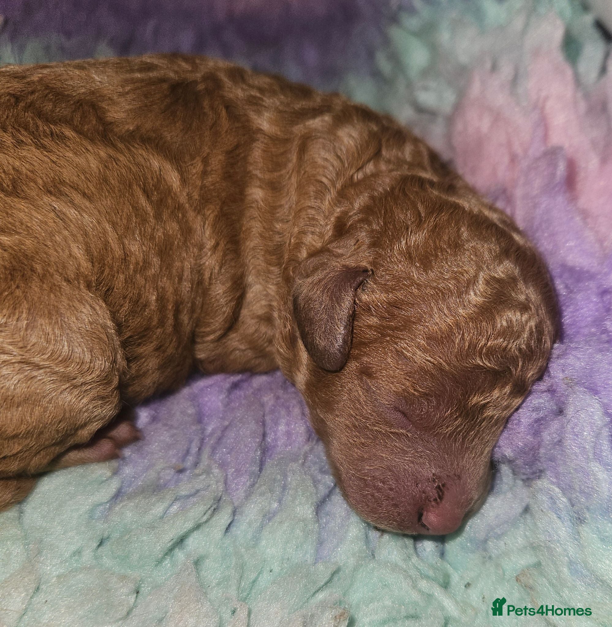 Toy Poodle dogs  Licensed breeder, DNA CLEAR tiny toy poodles! - Advert 13