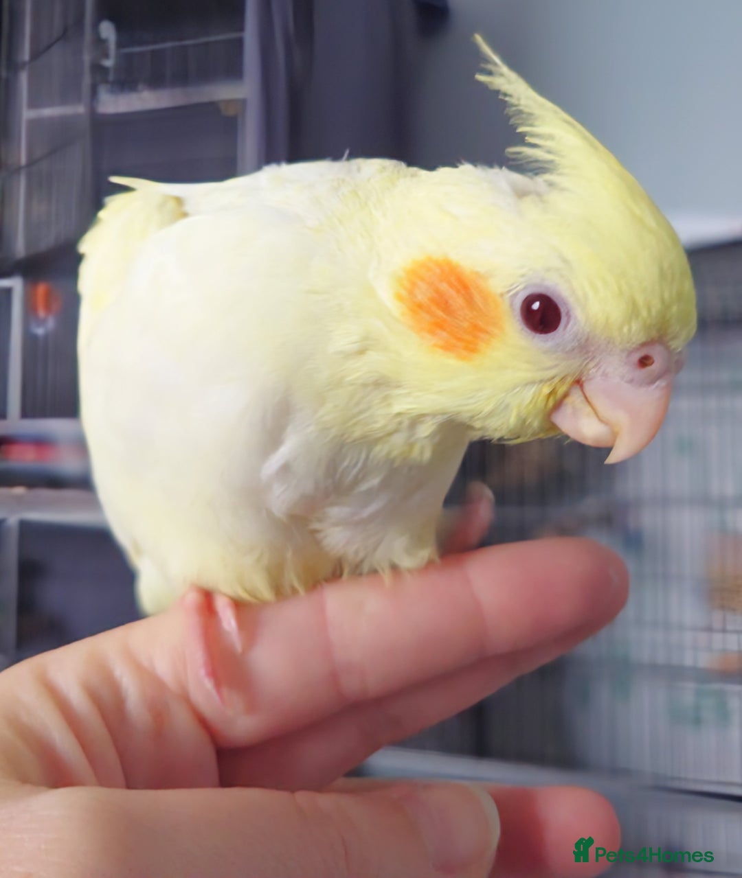 Cockatiels birds for sale: Hand reared silly tame DNA sexed baby cockatiels  - Image 35