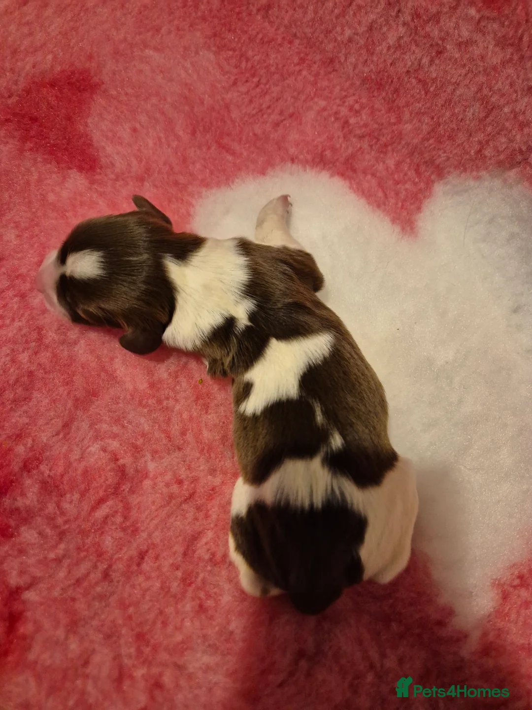 English Springer Spaniel dogs for sale:  Beautiful Liver & White Springer Spaniels - Advert 10