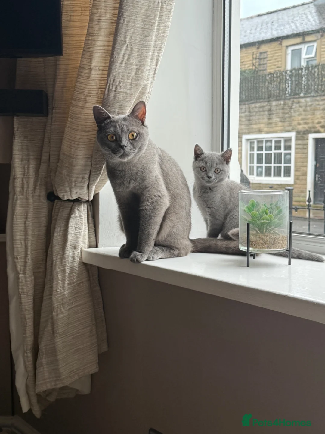 British Shorthair cats for sale: ACTIVE British shorthair  - Advert 5