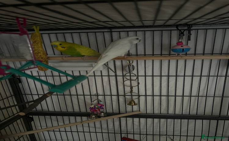 Budgerigars birds - Advert 3
