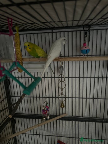 Budgerigars birds - Advert 13