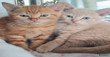 British Shorthair cats - Advert 11