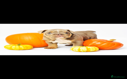 English Bulldog dogs for sale: English bulldogs - Image 3