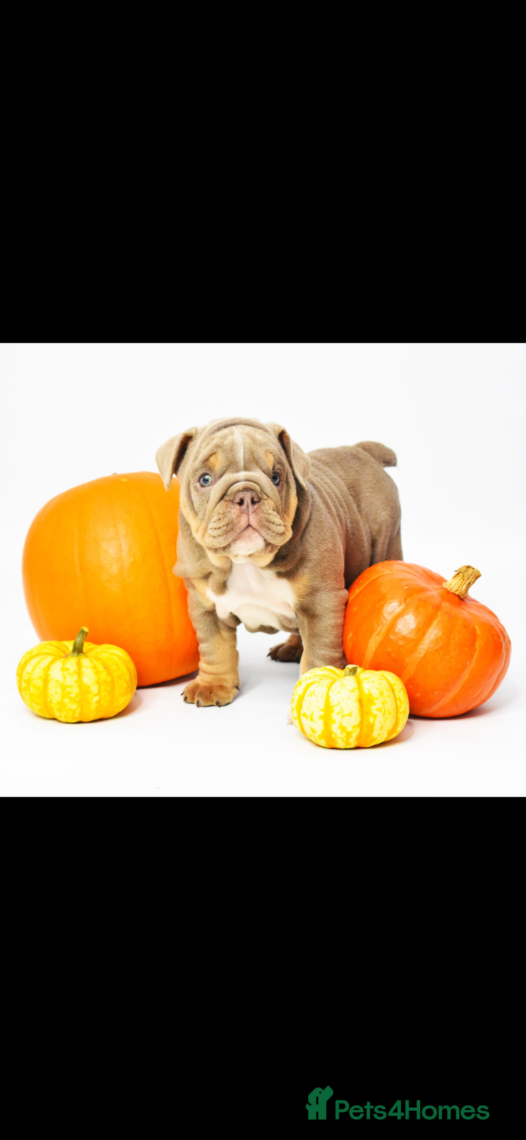 English Bulldog dogs for sale: English bulldogs - Image 3