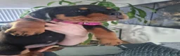 Rottweiler dogs for sale: Stunning Kc reg rottweiler puppies  - Advert 3