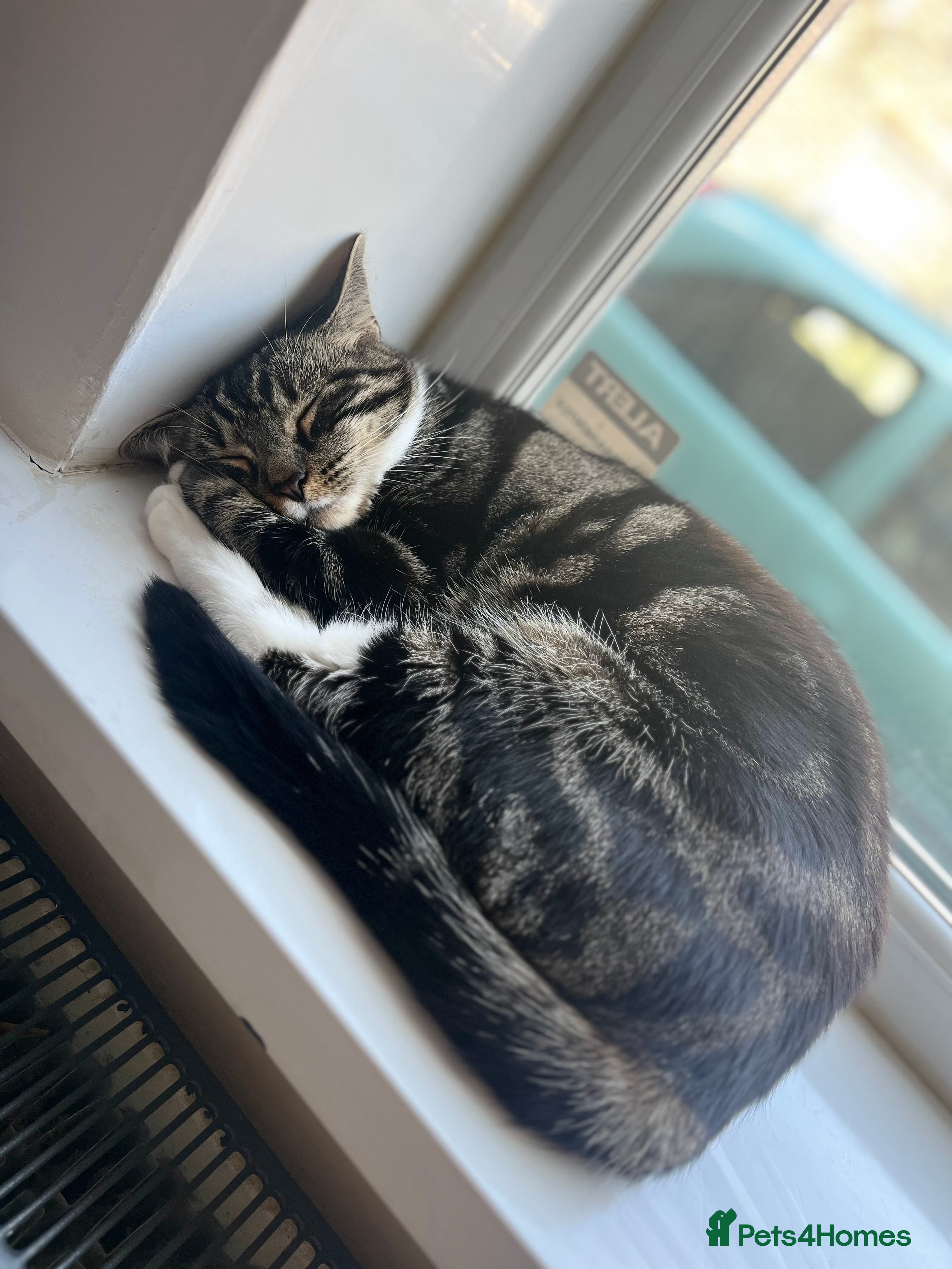 Mixed Breed cats Gorgeous Naala  - Advert 11