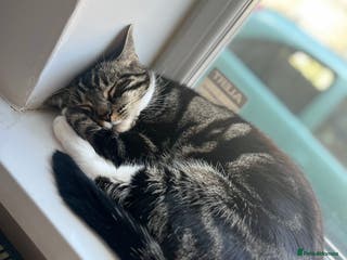 Mixed Breed cats Gorgeous Naala - Advert 3