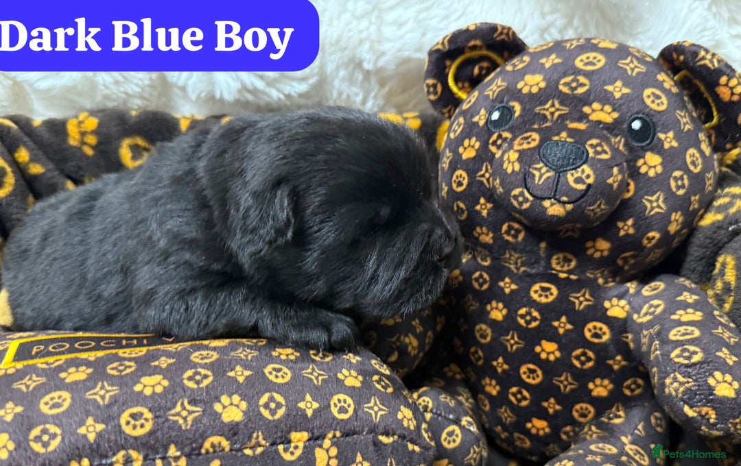 Chow Chow dogs for sale: 🏆 ** Just one Teddy Bear remaining  ** 🏆 - Advert 30