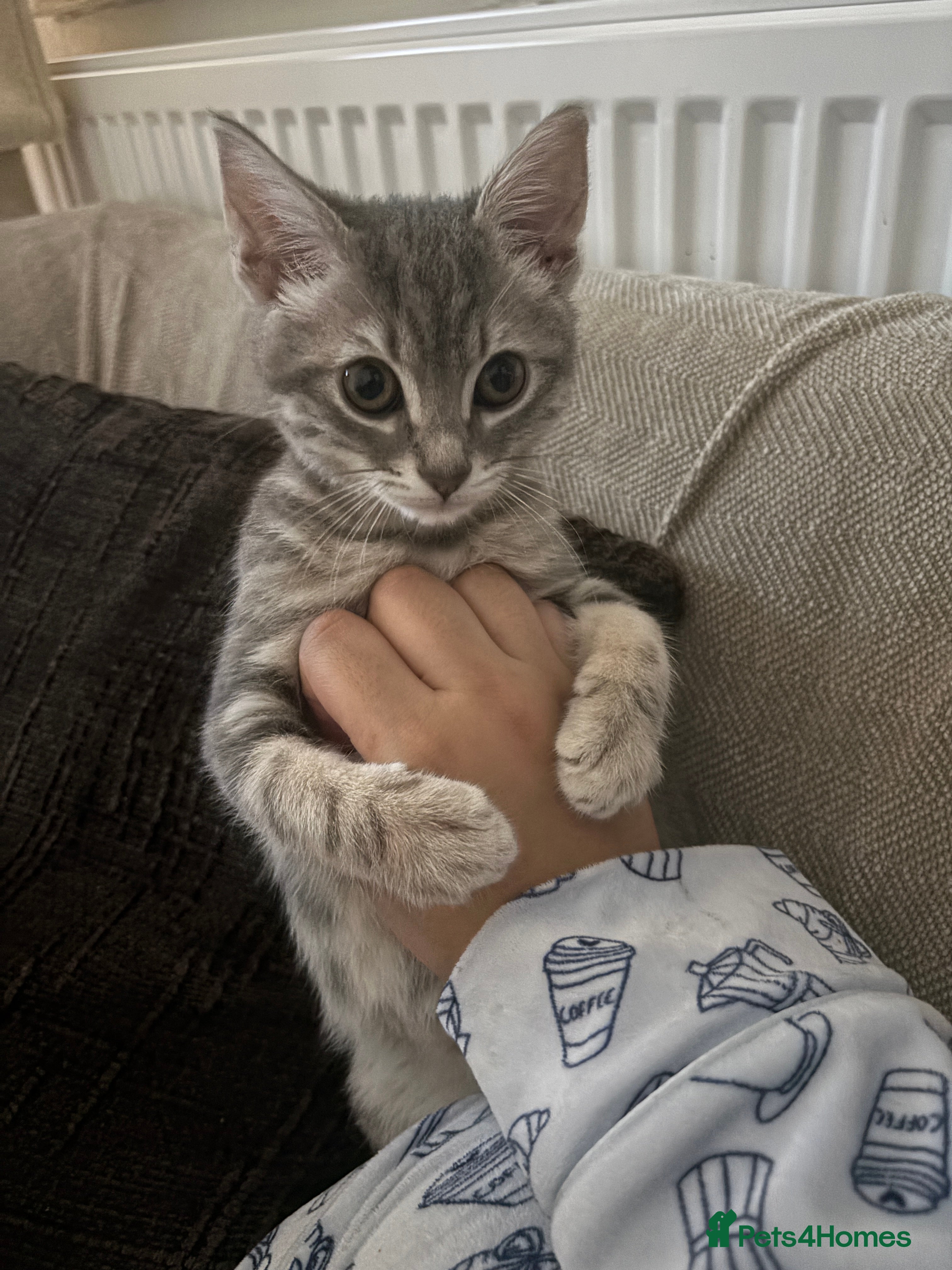 Mixed Breed cats female kitten for sale  - Advert 1