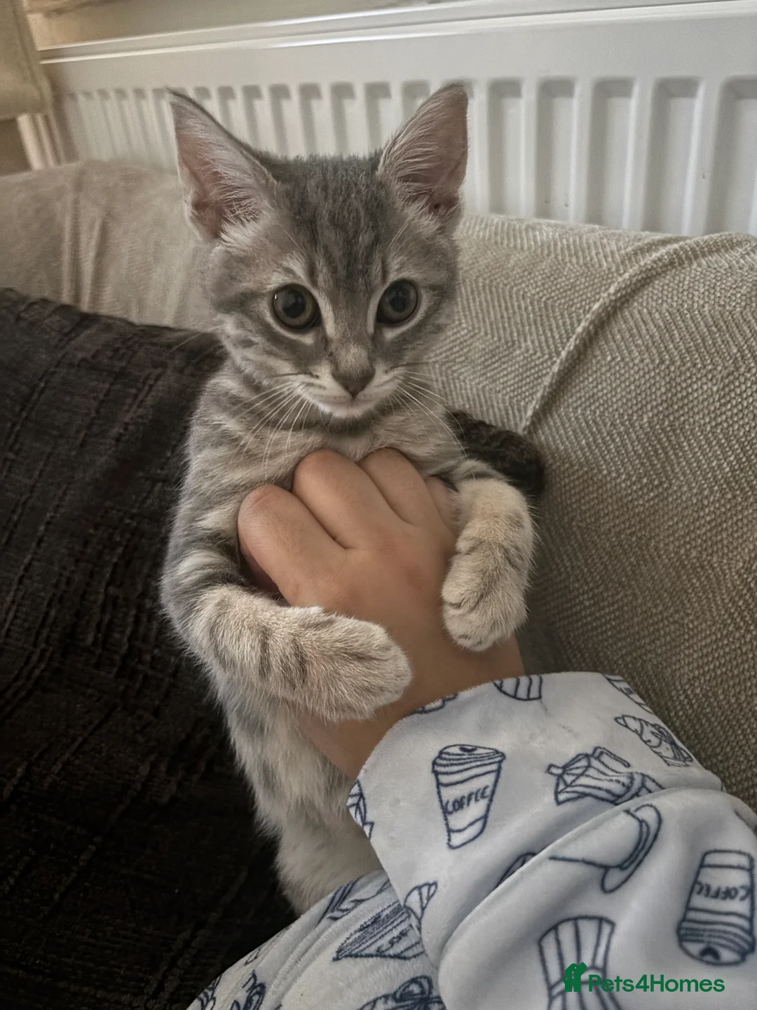 Mixed Breed cats for sale: female kitten for sale  - Advert 1