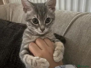 Mixed Breed cats female kitten for sale - Advert 1