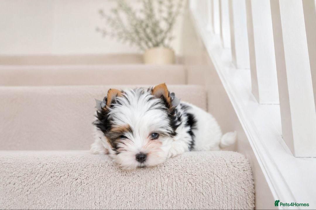 Yorkshire Terrier dogs 🐾 Tiny Yorkshire Terrier Boys – Ready Now 🐾 - Advert 2
